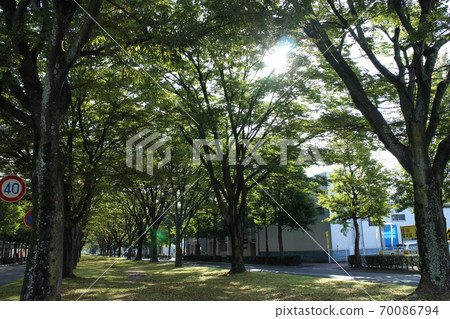 仙台若林區批發市場大通附近 仙台若林區批發市場大通附近 70086794
