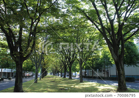 仙台若林區批發市場大通附近 仙台若林區批發市場大通附近 70086795