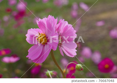 Cosmos mutation 70087048