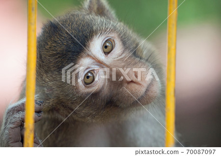 Cute monkey Cute monkey 70087097