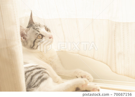 與貓同住的房子 70087156
