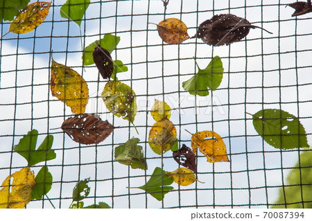 Leaves stuck to the fence after a typhoon Leaves stuck to the fence after a typhoon 70087394