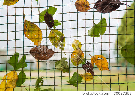 Leaves stuck to the fence after a typhoon Leaves stuck to the fence after a typhoon 70087395
