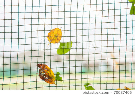 Leaves stuck to the fence after a typhoon Leaves stuck to the fence after a typhoon 70087406