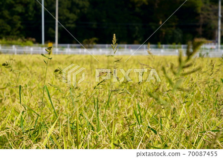 Rice farming Inaho and Hie Rice farming Inaho and Hie 70087455