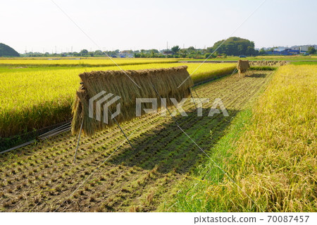 Rice farming Rice farming 70087457