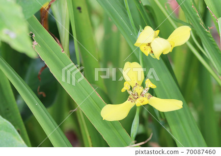 老虎鳶尾花 老虎鳶尾花 70087460