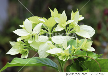 New leaves of Konronka and tail 70087466