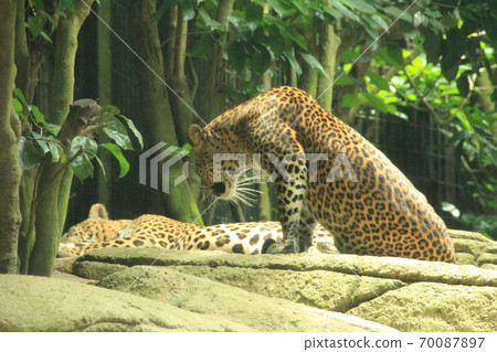 新加坡動物園的獵豹放鬆身心並與之共度時光 70087897
