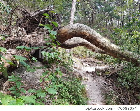 Mountain, Circumference, Trail, Rocky Mountain, Tree 70088054