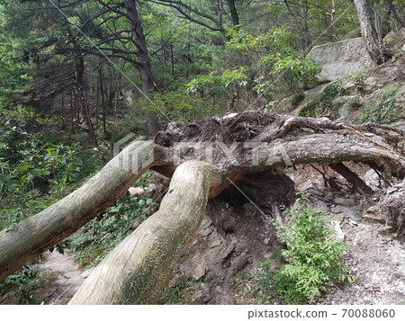 山,周長,徑,落基山,樹 山,周長,徑,落基山,樹 70088060