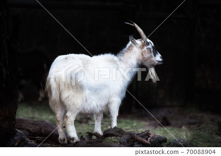 Goat close-up Goat close-up 70088904
