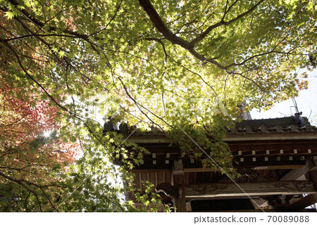 Autumn leaves of Daichiji 70089088