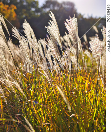 Miscanthus Miscanthus 70089486