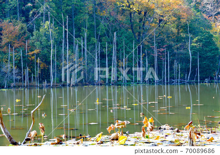 Waterside dead tree Waterside dead tree 70089686