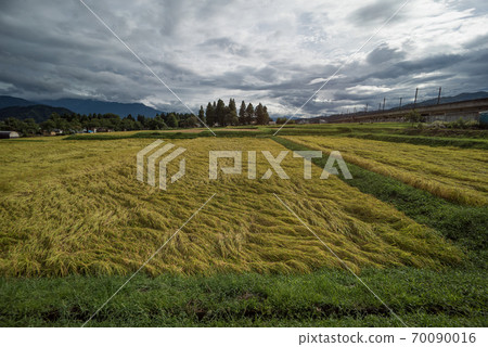 由於颱風而倒塌的大米 70090016