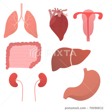 Set of internal human organs, anatomy objects for medical posters in cartoon style isolated on white background Set of internal human organs, anatomy objects for medical posters in cartoon style isolated on white background 70090632