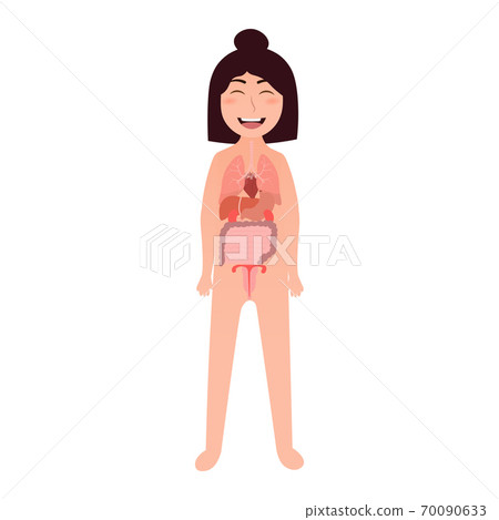 Cartoon girl body anotomy illustration - inner organs lungs, liver, stomach, uterus, heart, intensive Cartoon girl body anotomy illustration - inner organs lungs, liver, stomach, uterus, heart, intensive 70090633