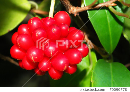 Sanekazura fruit Sanekazura fruit 70090778