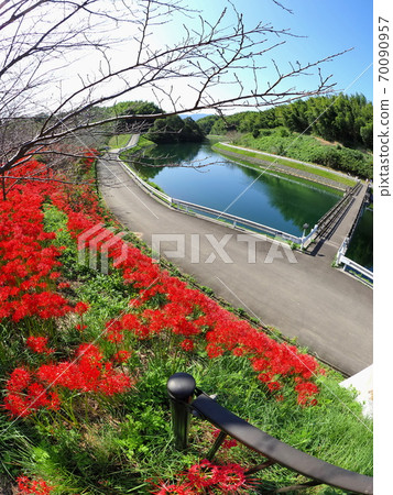 Lake Hozan (Kagawa Prefecture) Cluster amaryllis 18 Lake Hozan (Kagawa Prefecture) Cluster amaryllis 18 70090957