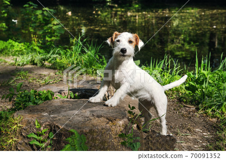 puppy in the Park, Jack Russell Terrier dog on puppy in the Park, Jack Russell Terrier dog on 70091352