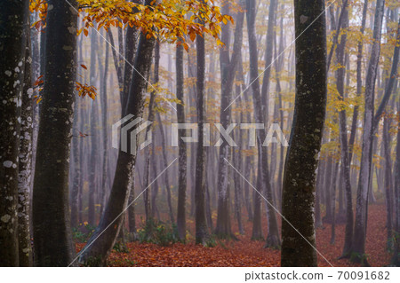 山毛櫸黃葉美林 70091682