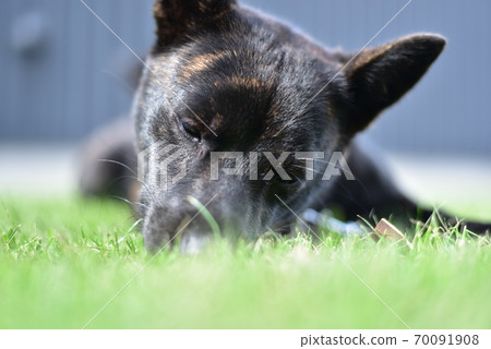 Kai dog 70091908