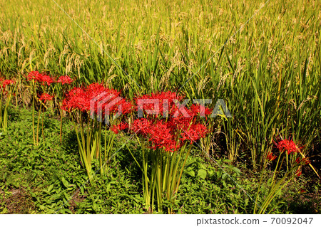 Golden-colored rice ears and red cluster amaryllis (2) Golden-colored rice ears and red cluster amaryllis (2) 70092047