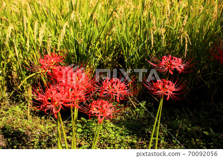滿山坂開在鳥栖山線小g站附近(5) 滿山坂開在鳥栖山線小g站附近(5) 70092056