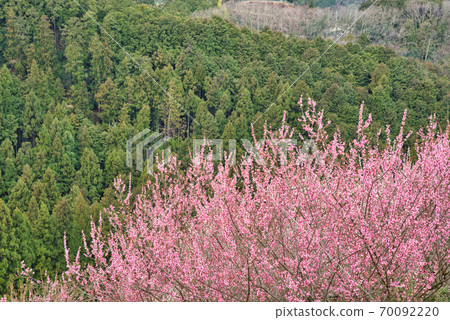 奈良縣梅林的三大梅林之一 70092220