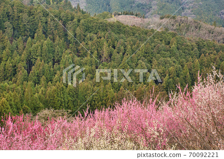 奈良縣梅林的三大梅林之一 70092221