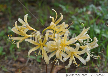 Akebono Show kiran 70092566