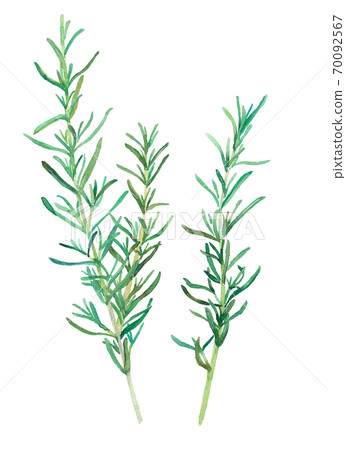 草藥：迷迭香的水彩插圖。跟踪向量。 70092567