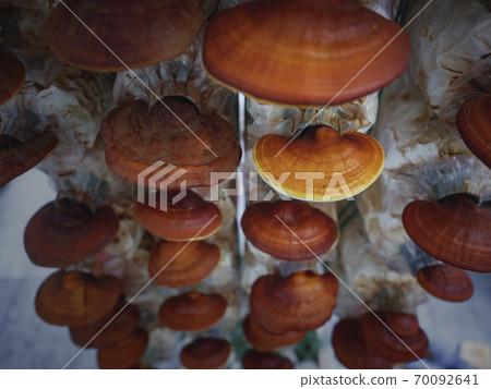 Lingzhi Mushroom growing Farm agriculture Chinese medicine 70092641