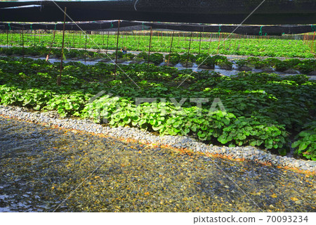 日本長野縣安zu野市Daio Wasabi農場 日本長野縣安zu野市Daio Wasabi農場 70093234