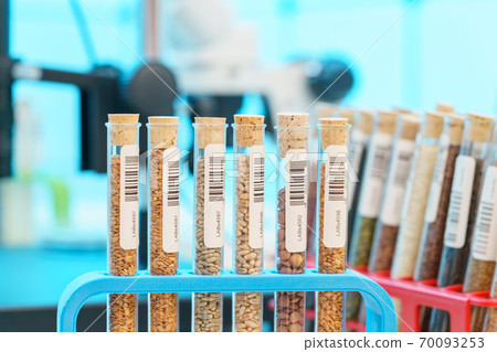 Research Analyzing Agricultural Grains And seeds In The Laboratory 70093253