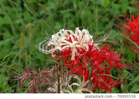 紅色和白色的蜘蛛百合 70093530