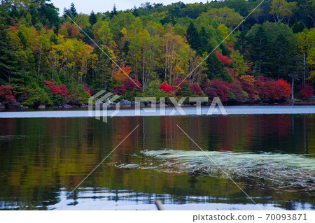 Autumn leaves of Shirakomakike 70093871