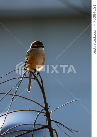 鈴木棲息在樹枝上 鈴木棲息在樹枝上 70094151