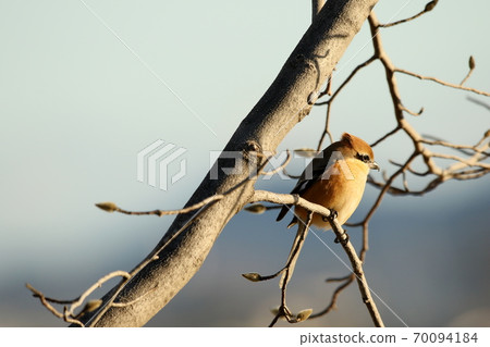 Sparrow perching on a branch 70094184