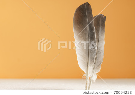 Beautiful gray Bird feather on a yellow background texture. Beautiful gray Bird feather on a yellow background texture. 70094238