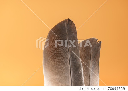 Beautiful gray Bird feather on a yellow background texture. Beautiful gray Bird feather on a yellow background texture. 70094239