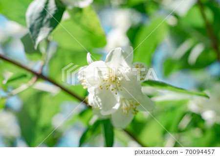 Detail of a jasmine flowers plant in the forest. Beautiful Background pattern for design. 70094457