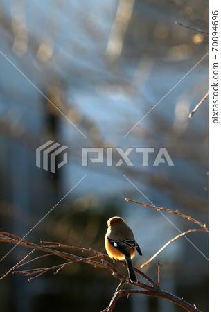 Sparrow perching on a branch 70094696