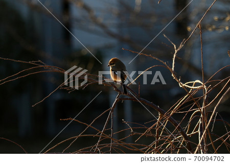 Sparrow perching on a branch 70094702