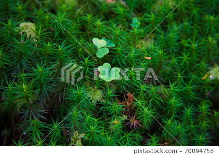 Northern Yatsugatake Moss Forest Shirakoma Pond 70094756