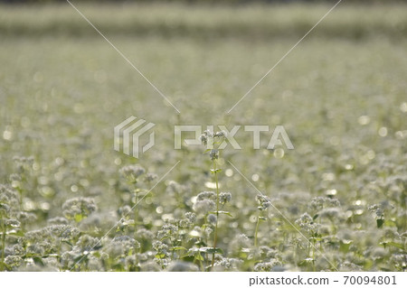 Soba field with shining morning dew 70094801