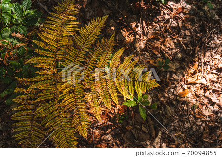Red autumn fern in the forest in the morning sun. Red autumn fern in the forest in the morning sun. 70094855