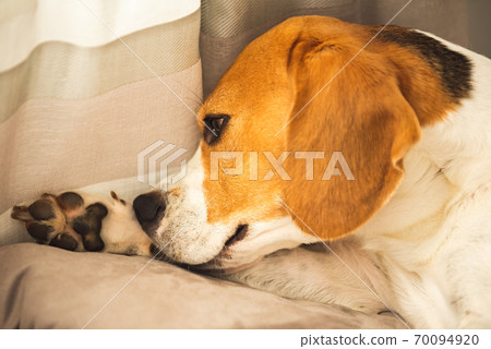Beagle dog biting his itching skin on legs. Skin problem allergy reaction. Beagle dog biting his itching skin on legs. Skin problem allergy reaction. 70094920