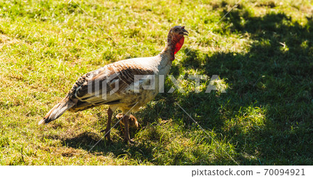 Wild Turkey on a field on summer day Wild Turkey on a field on summer day 70094921